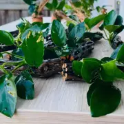 Anubias Nana On Chollawood For Fish Shrimp Snail Tank Aquarium