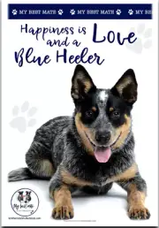 Blue Heeler microfibre soft tea towel