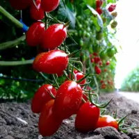 在飛比找蝦皮購物優惠-煜美溫室玉女小番茄🍅