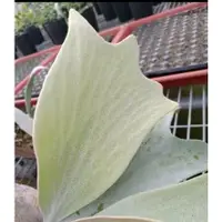 在飛比找蝦皮購物優惠-《植醉今明》Platycerium 鹿角蕨系列-安地斯x爪哇