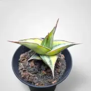 Sansevieria Pinguiculata Variegated Rare Uniqe Snake Plant