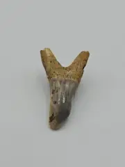 Authentic Striatolamia Shark Tooth – Ancient Fossil, in good condition
