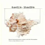 1pc Aquarium Conch Shell Thousand Hand Conch, Conch Gift Fish Tank Landscaping