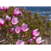 BORONIA IN BLOOM Fragrance Oil for making Candles, Soaps, Wax Melts etc.