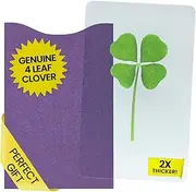 Real Genuine Four-Leaf Clover Bookmark Card - Laminated Pressed Leaves Good Luck Charm - Durable, Waterproof Preservation - Irish Gift, St. Patrick’s Day Gift(Purple Envelope)