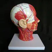 Median Section of Human Head & Neck Anatomical Model - Medical Skeleton Anatomy