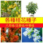 桂花樹種子大全 新埰收金桂沉香中華龍桂八月桂花種子盆栽陽臺花卉風景樹庭院觀花四季種植