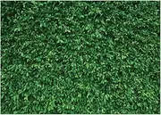 LYWYGG 7x5FT Green Leaves Photography Backdrops Mmicrofiber Nature Backdrop Birthday Background for Birthday Party Seamless Photo Booth Prop Backdrop CP-87