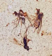 Swarm of Diptera, Fossil inclusion in Burmese Amber