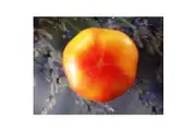 TOMATO 'Pineapple' seeds - Standard packet (see description for seed quantity)