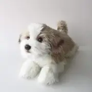 NINI & QUINO Shih Tzu Lying Down Plush Toy, Size 15.7 inches, Weight 280 grams