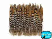 50 Pieces - 14-16" NATURAL Reeves Venery Pheasant Tail Wholesale Feathers (bulk)
