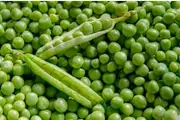 PEA SHELLING 'Greenfeast' seeds