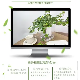 【現貨】【小品文化】黃翠斑常春藤 4吋透明懶人盆栽 簡單種植 觀葉植物 室內植物 空氣淨化 創意花盆 居家辦公盆花