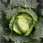 Cabbage - Savoy Winter King seeds