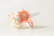 Pink Murex Phyllonotus erythrostomu Hermit Crab Sea Shell 3" - 3.5"( 1 pc)#JC-40