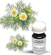 German Chamomile Essential Oil / 100% Pure German Chamomile Undiluted Essential Oil Premium Quality (50 ML, NATURAL)