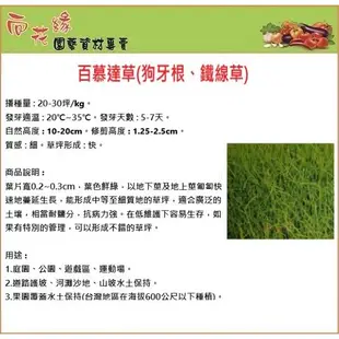 百慕達草(狗牙根、鐵線草) 種子 1kg - 草皮種子