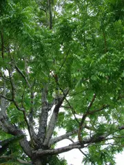 Buy Cedar West Indian Tree - Cedrela odorata