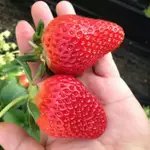 紅顏草莓苗-日系品種 果大色鮮紅 特殊迷人葡萄軟糖香味 種苗
