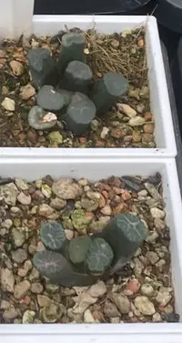 在飛比找Yahoo!奇摩拍賣優惠-💧多肉植物 彩虹萬象 百合科 Haworthia /仙人掌/