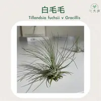 在飛比找蝦皮購物優惠-三木空鳳農場出品   Tillandsia fuchsii 