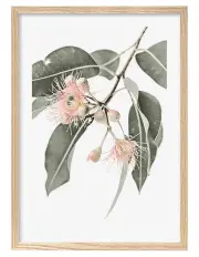 [Profile Australia] Australian Made Eucalyptus Wildflowers Art Print A1 Frame in Natural