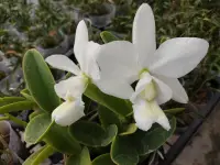 在飛比找露天拍賣優惠-雪天使! C. nobilior var. alba " S