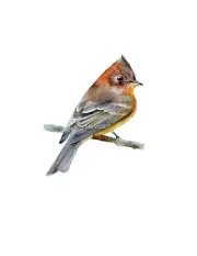 Tufred Titmouse Print of an orign. watercolor painting. 5x7"with white mat 8x10"