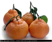Mandarin Miho Wase (Satsuma) Tree - Citrus reticulata