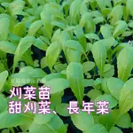 刈菜苗 長年菜苗🌱品種依時序販售 ⚠️下單前請詢問確認庫存 🏡家菜植栽販賣所