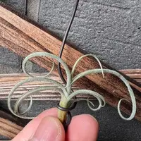 在飛比找蝦皮購物優惠-【瘋鳳】空氣鳳梨 巨型克洛卡塔 Tillandsia cro