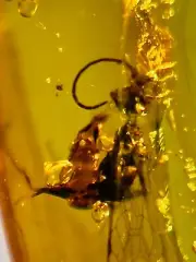 Fossil amber Insect burmite Burmese Cretaceous Big Bee Insect Myanmar