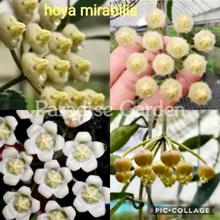 【天堂花園 Paradise Garden】 Hoya mirabilis大毛帽毬蘭│毬蘭│觀葉植物│盆栽