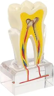 JECOMPRIS Teaching Model Realistic Teeth Appearance Removable for Education Analysis for Dentists Students for Patient Communication