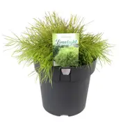200mm Bower Wattle Lime Light - Acacia cognata