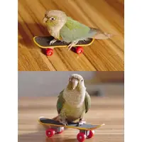 在飛比找蝦皮購物優惠-鸚鵡倉鼠寵物龜磨砂滑板車滑板🛹+奶薊子套餐鳥玩具鸚鵡倉鼠玩具