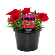 170mm Petunia Red - Petunia hybrida