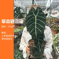 在飛比找蝦皮購物優惠-6吋 華森觀音蓮 華生觀音蓮 觀音蓮 華森 華生  盆栽 植