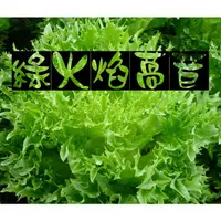 在飛比找蝦皮購物優惠-25元 綠火焰萵苣種子 0.3g (約240粒) 綠火焰萵苣