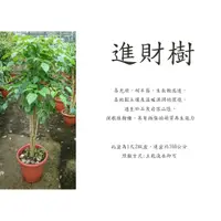 在飛比找蝦皮購物優惠-心栽花坊-進財樹/海南菜豆樹/1尺2歐盆/觀葉植物/室內植物