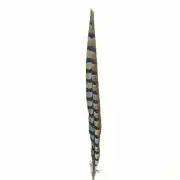18" to 20" Reeves Pheasant Tail Feather - Natural