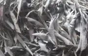 WHITE SAGE Salvia apiana Dried PURIFYING HERB Leaf SMUDGE SMUDGING Loose Bulk