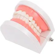 HIAKDOFT Dentals Demonstration Model for Teaching Standard Typodonts with Realistic Design for Engaging Oral Health Learning Preschool Environments