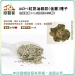 A43-1.紅奶油萵苣(佳麗)種子1.8克(約1450顆) 植株美觀，半結球萵苣。綠葉邊緣帶有紫紅色【綠藝家】