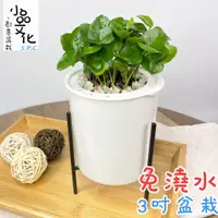 在飛比找蝦皮商城優惠-【小品文化】七里香【現貨】3吋鐵架免澆水盆栽 懶人盆栽 觀葉