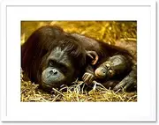 Photo Nature Animal Orang Utan Mother Baby Ape Cute Framed Wall Art Print