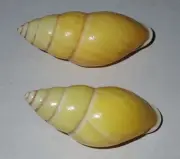 43 , 44 mm 2 Pcs Amphidromus Basilanensis Land Snail Shell #AB4 From Sulu Island