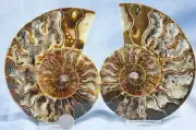 Large Ammonite Split Pair Deep Crystal Cavity 110myo FOSSIL 136mm XXL 5.4" 4295