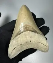 4.3+ in Colorful Aurora Lee Creek Megalodon Shark tooth Fossil North Carolina NC